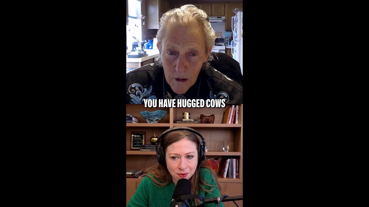 Does hugging cows actually calm them down?
