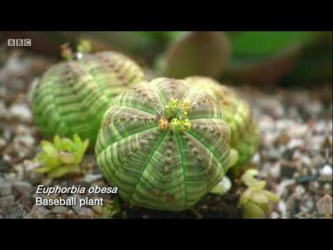 Kertész kertje pozsgások edényben S53 részletek