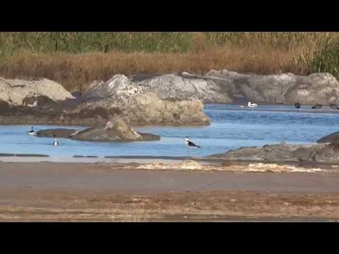 Salton Sea Mudpots 21