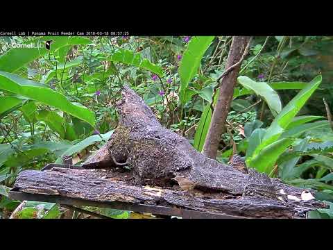 House Wren Visits Panama Fruit Feeder Cam At Canopy Lodge – March 18, 2018
