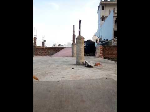 Labrador Amazing Activity