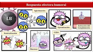 Respuesta inmune contra los Microorganismos
