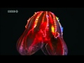 BBC Deep Sea Bioluminescence on Prefuse 73's Digan Lo