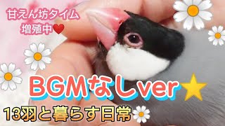 【文鳥】BGMなしver☆癒しのひとときに♪甘えん坊タイム増殖中。