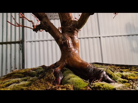 Coral Bark Maple gets its first Decent Pot, Aussie Bonsai Bloke