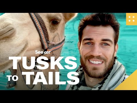 你以為你知道駱駝駝峰裡面有什麼？再想一想？ (Think You Know What’s Inside a Camel’s Hump? THINK AGAIN?)