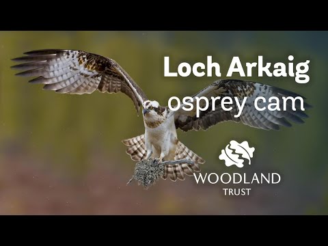 Male osprey builds up nest with sticks and moss - Loch Arkaig Osprey Cam (2020)