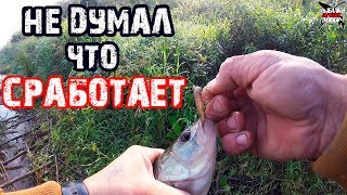 Ловля хищника в сентябре на оке