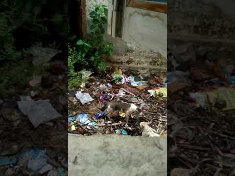 CATS Eye to eye conversation 😂😂😂🙄