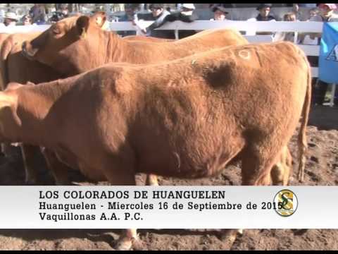 16-09-15 Venta de Vaquillonas - Los Colorados de Huanguelen - Huanguelen