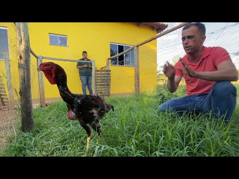 CONHEÇA UM CRIATÓRIO DE ÍNDIO GIGANTE EM DOM BOSCO MG || Miller IGDB
