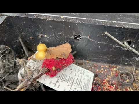 Black Widow and It's Spiderlings Found in Rodent Bait Station in Bridgewater, NJ