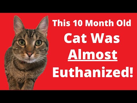 Cat Saved at Last Minute From Being Euthanized - Cat Video With a Happy Ending for This Young Kitty.
