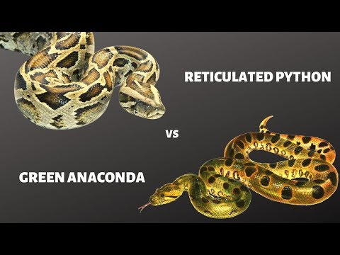 Green Anaconda VS Reticulated Python who  will win || Jungle Safari