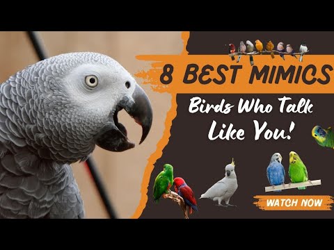 8 Amazing Birds That Talk (Almost) Like Humans!