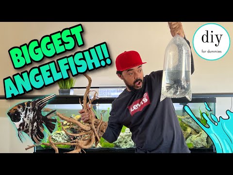 I Bought the BIGGEST ANGELFISH IN THE AMAZON! 😄🤩 AQUASCAPE tutorial update