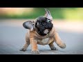 The Best and 🤣 Funniest French Bulldogs 🐶 Moments (Compilation)