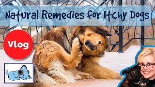 How to Cure Dogs Itchy Skin! 8 Natural Remedies for Itchy Dogs, Cure Skin Irritation!