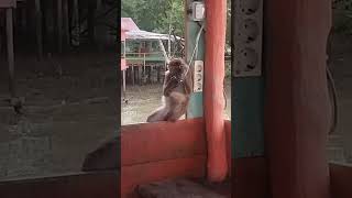 Download lagu monyet ngecas mp3