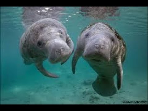 image-Where can I see manatees in Puerto Rico?