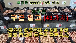 (23년10월21일) 예푸른 구근 대량 입고 튜울립 원종튤립 수선화 알륨 ...