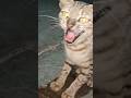 Billi Ki Awaaz Cat Sound Manu Mau Mau