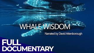 Whale Wisdom | Narrated By David Attenborough | Free Nature Documentary