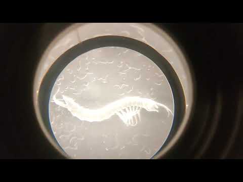 Fauna Cavernícola en la Casa del Parque de Ojo Guareña