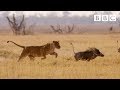"SHE'S GONNA EAT ME!" Hungry lion chases warthog | Natural World - BBC