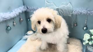 ハーフ犬の動画01