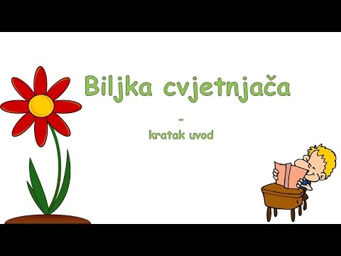 Biljka cvjetnjača-kratak uvod