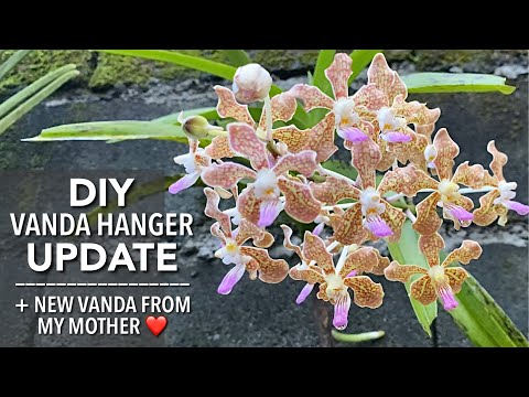 DIY VANDA HANGER UPDATE | New Amazing Vanda Orchid From My Mother | How To Hang Vanda Orchid
