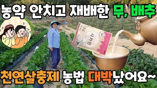 농약 안치고 키운 무, 배추 대박났어요 - 천연살충제 막걸리 사카린