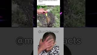 Maffel Reacts #memes #funnymemes #funny