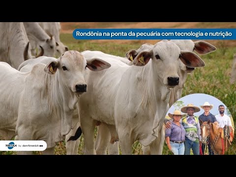 A Cria a pasto que vence a seca e evolui a cada ano | Noticiário Tortuga