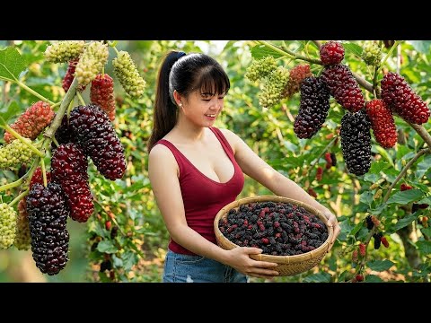 [TIMELAPSE] -- 488 Days Harvesting Many Strawberries, Japanese Luffa, Jackfuit, Sapodilla Go To Sell