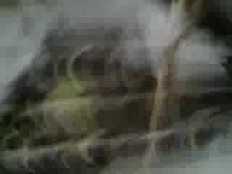 Herman The Cockatiel