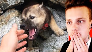 Парень СПАС от ГИБЕЛИ Брошенных ЩЕНКОВ и ПОСТРОИЛ Им ПРЕЛЕСТНЫЙ ДОМ Руками!