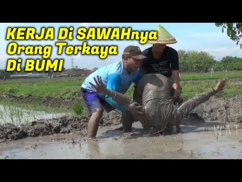 wagu-ndeso-kerja-di-sawahnya-orang-terkaya-di-bumi