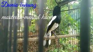 Download lagu new masteran tes mental kacer jadi pemberani mp3
