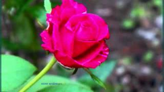 Download lagu Lagu : Bunga Mawar by Novia Kolopaking mp3