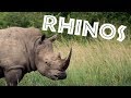 All About Rhinos For Kids Rhinoceros For Children FreeSchool
