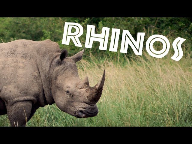 Video Pronunciation of Rhinoceros in English