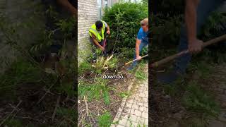 How to Cut Down Burning Bushes?