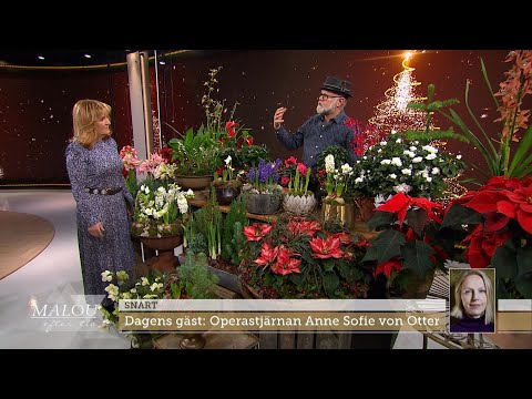 Bosse Rappnes bästa tips: Så sköter du om dina julblommor - Malou Efter tio (TV4)