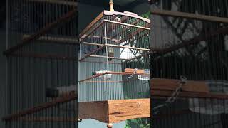 Download lagu Burung Tieumi / hwa Mei / wambi mini sedang berkicau mp3