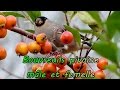 Bouvreuil Pivoine Male Et Femelle Free Download Youtube Mp3 and Mp4