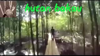 preview picture of video 'Hutan bakau'