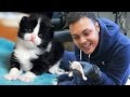 MY NEW CAT GAVE BIRTH TO 5 KITTENS WARNING CUTE