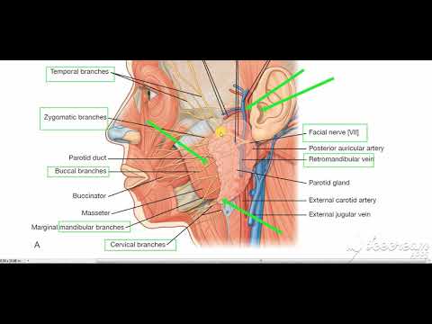 Parotid gland relations 3